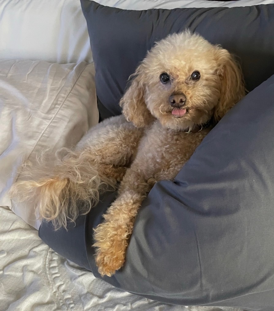 Mr. Coco Montes relaxing among gray cushions